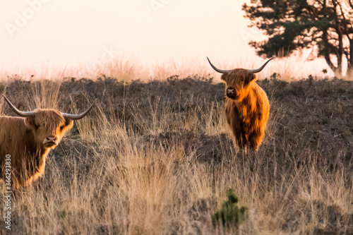 Highland cattles standing on the veluwe during sunset. photo