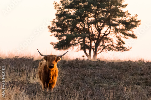 Highland cattle is standing on the veluwe during sunset. photo