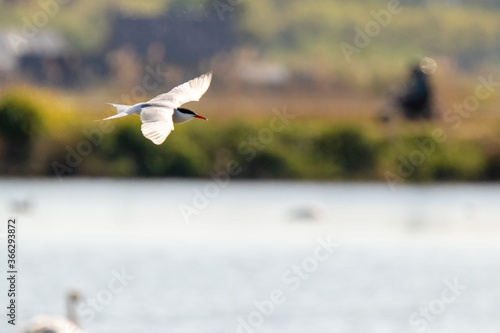 Common tern flying over a lake looking for fish. © NatuurOmgevingArnhem