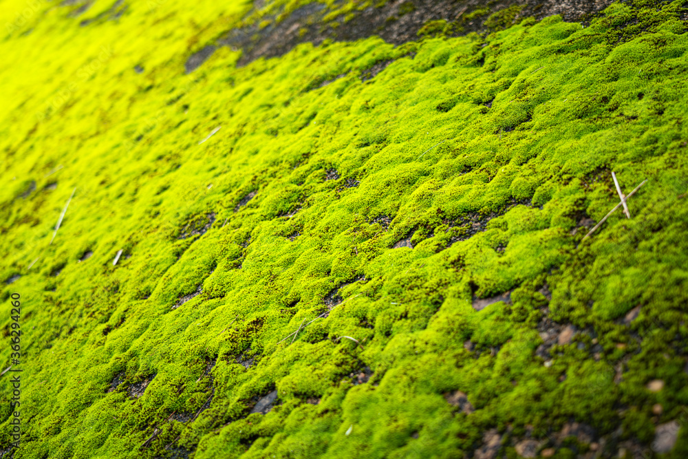 Greenery mossy textured surface with morning lighting environment. Close-up and selective focus at leaf's part on the photo center. Greenery mossy textured surface with morning lighting environment. Close-up and selective focus at leaf's part on the photo center.