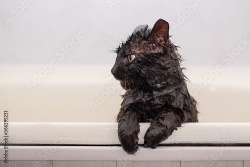 bathing wet black cat with yellow eyes
