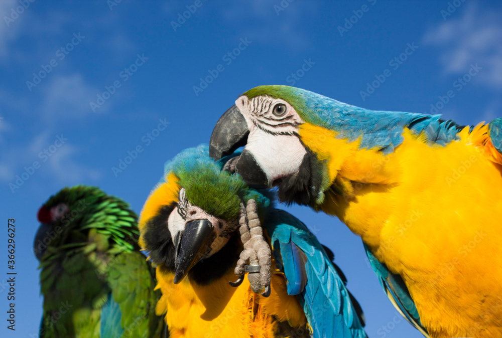 Obraz premium blue and yellow macaw