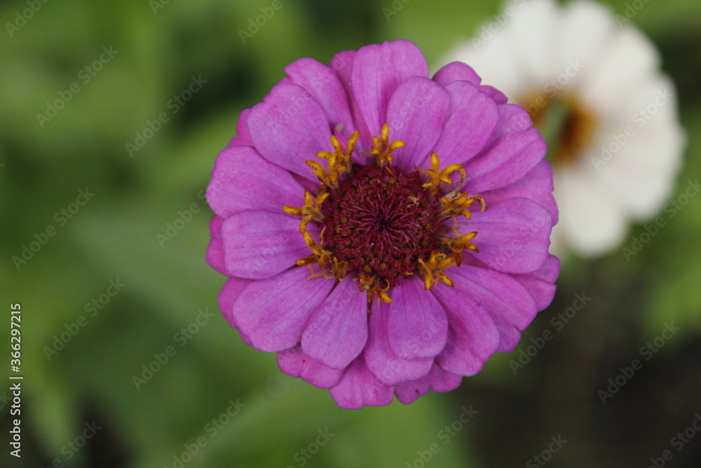 cosmos flower cosmos flower