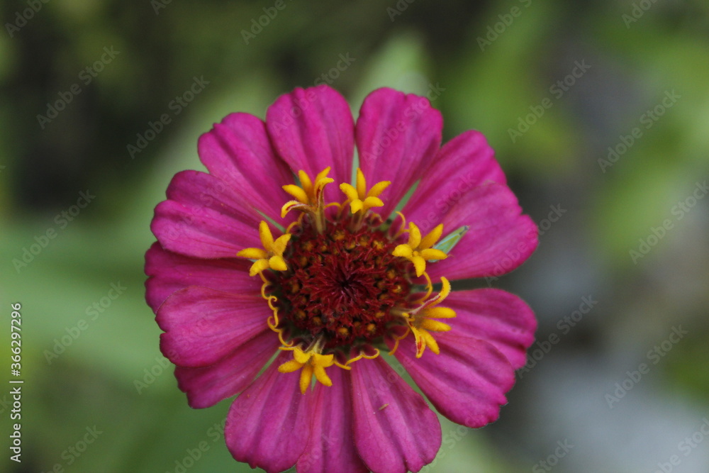 bee on a flower bee on a flower