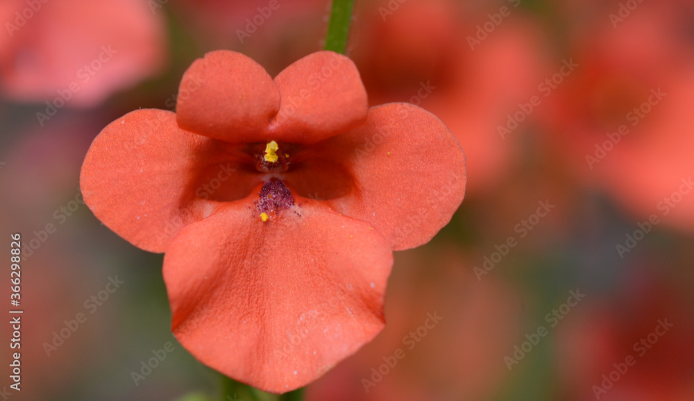 Diascia Diascia