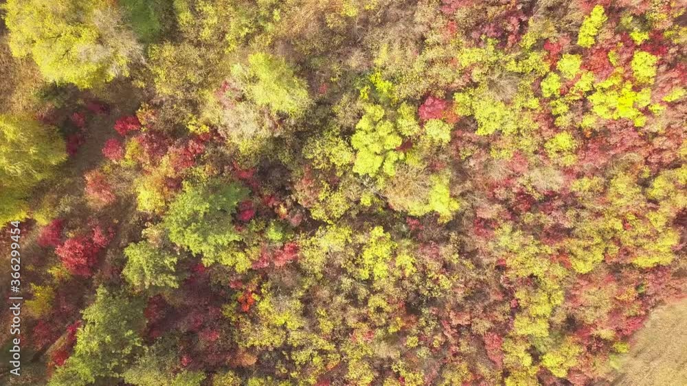 Drone flight over fall forest. Autumn leaves and trees. Orange, Red, Yellow and Green beautiful scene. Drone flight over fall forest. Autumn leaves and trees. Orange, Red, Yellow and Green beautiful scene.