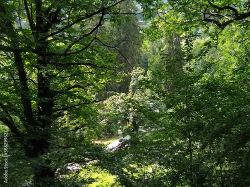 trees in the forest - Parco della Burcina Biella Italy
