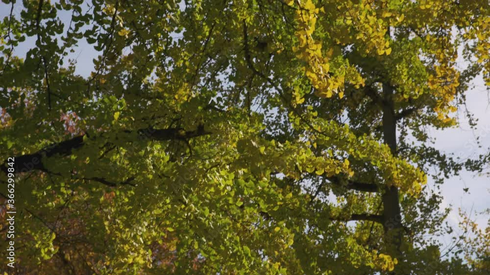 Fall leaves with brilliant autumn colors in a park forest Fall leaves with brilliant autumn colors in a park forest