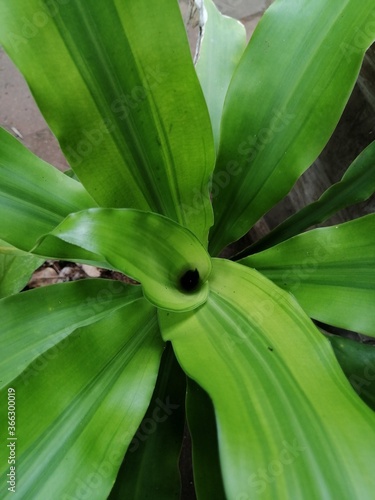 green banana leaf