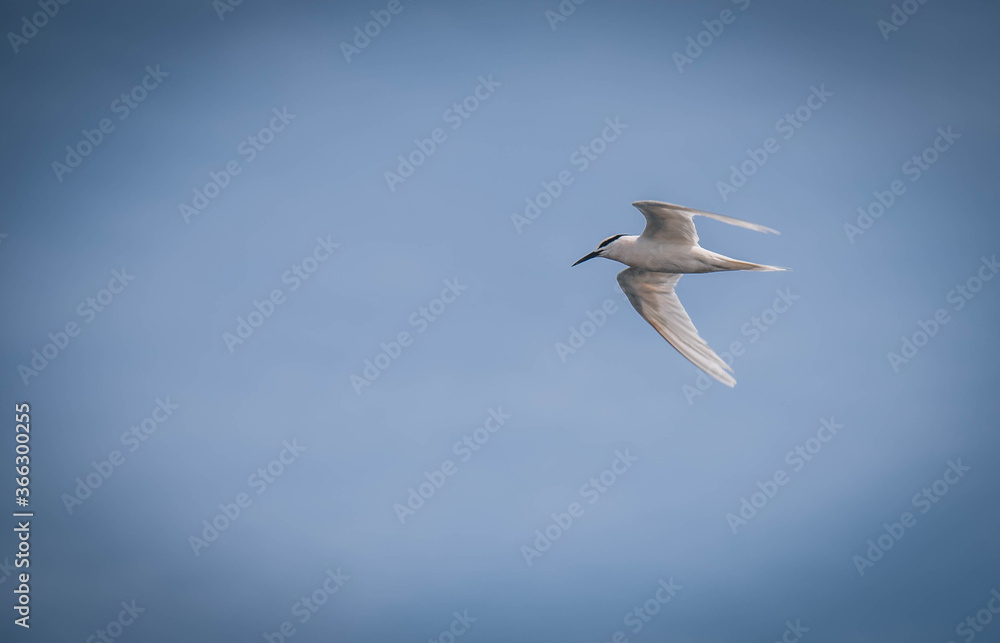 Fototapeta premium Seagulls hovering over the sea looking for food in the sea