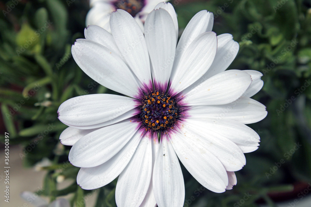 Close up of a flower the African daisies,Osteospermum with white petals and a purple center
Close up of a flower the African daisies,Osteospermum with white petals and a purple center