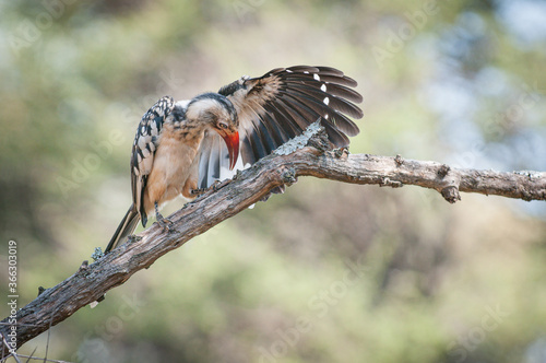 Southern yellow-billed hornbill - Tockus leucomelas photo