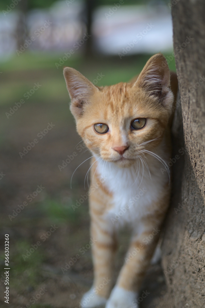 Cute little street kitten