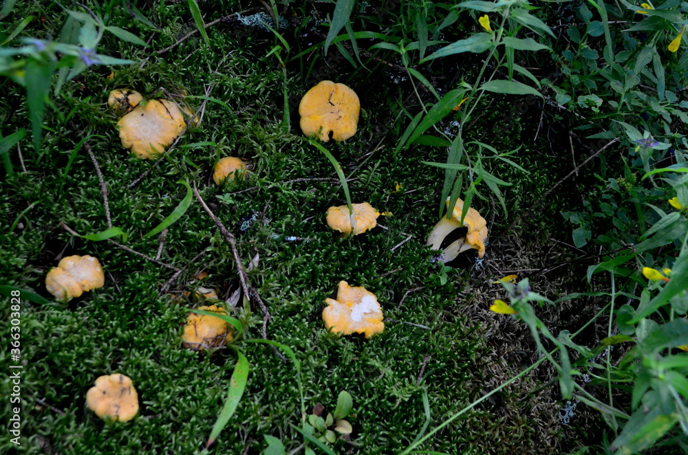 Wild yellow delicacy chanterelle mushrooms in the forest. Yellow Chanterelles, Cantharellus cibarius Wild yellow delicacy chanterelle mushrooms in the forest. Yellow Chanterelles, Cantharellus cibarius