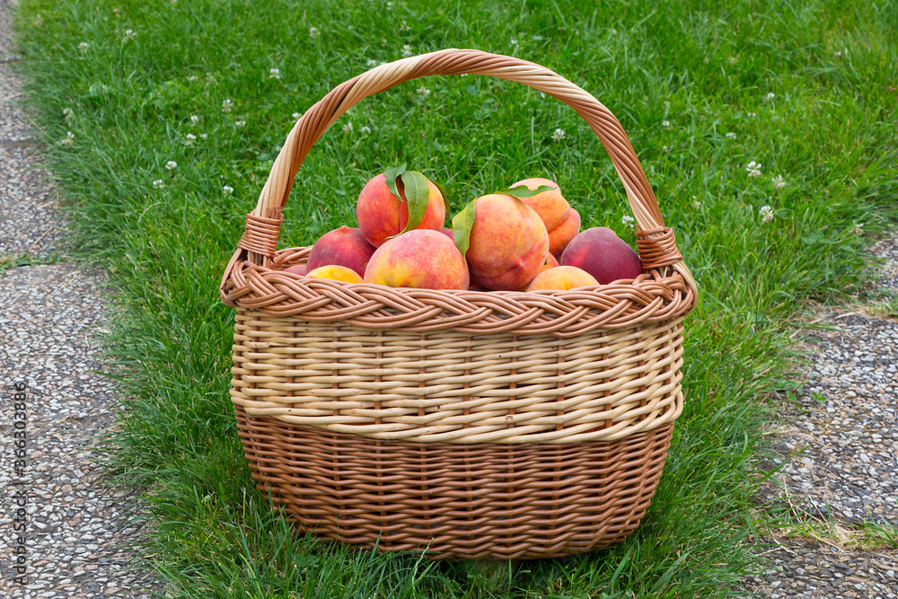 Ripe red domestic peach friuts in the basket on the green grass. Ripe red domestic peach friuts in the basket on the green grass.