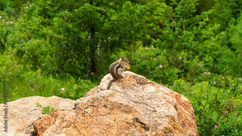 Chipmunk Eating On Rock