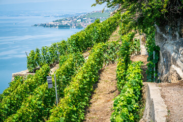 Crédence de cuisine  View of steep Lavaux terraced vineyards over Geneva lake in Dezaley Lavaux Switzerland  © Keitma