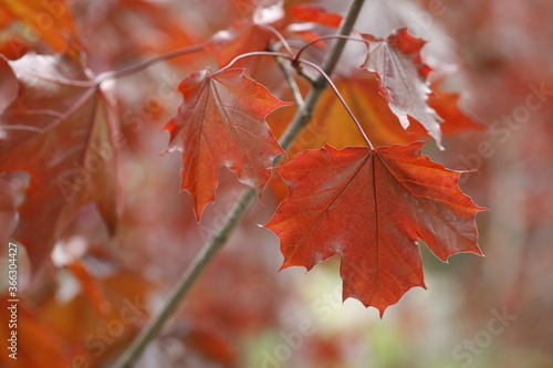 Acer platanoides 