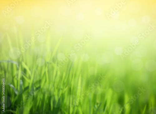 grass field blurred spring or summer and abstract nature background with sunlight