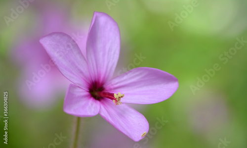 Fleur © James Nature Pics