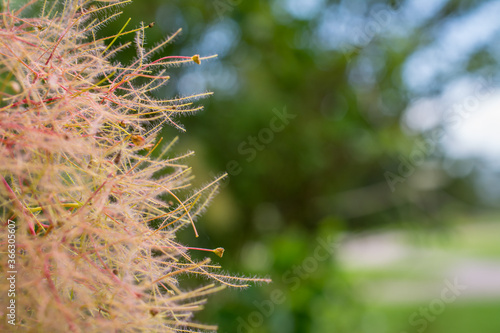 European smoketree. Skumpiya tanning, cotinus coggygria. Rhus cotinus or smoke bush. Pink fluffy tree branches photo