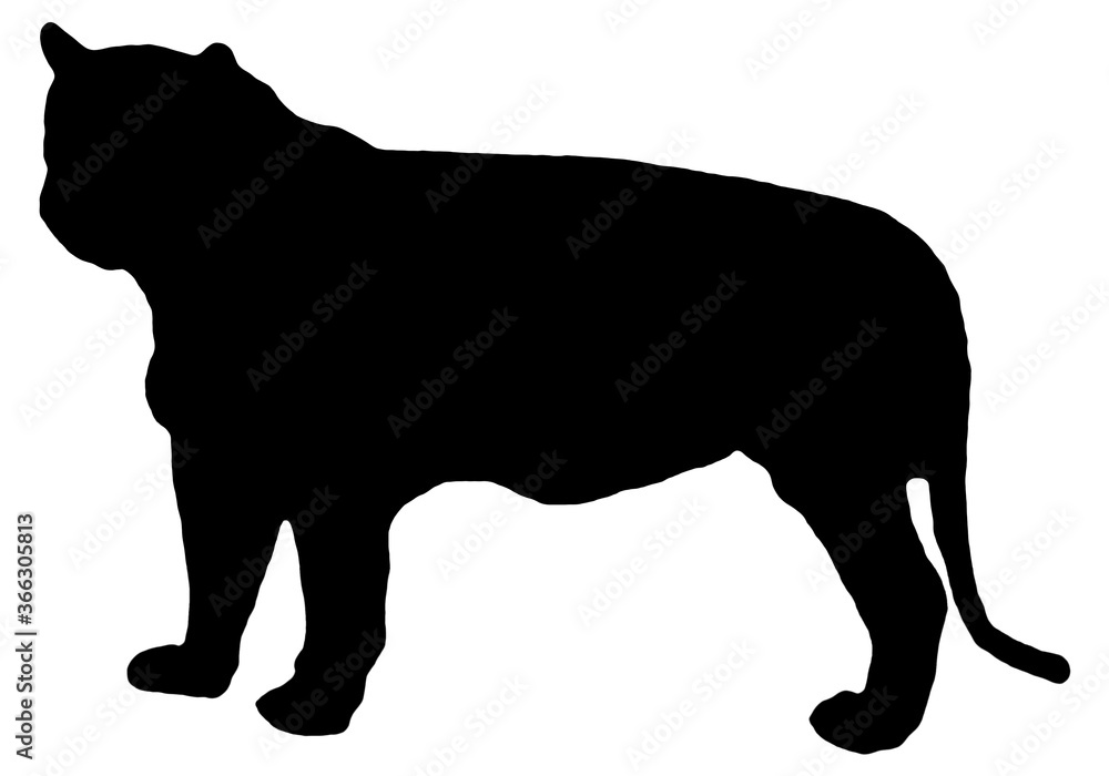 Animal. Black silhouettes of tiger isolated on a white background