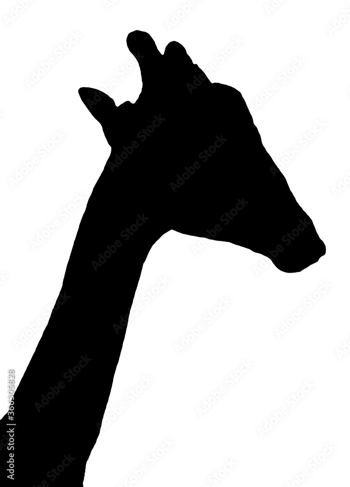 Animal. Black silhouettes of giraffe isolated on a white background