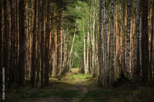 Fototapeta Naklejka Na Ścianę i Meble -  Las 