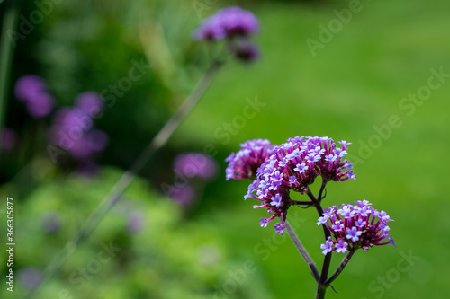 Purple Verbena bonariensis flower purpletop, clustertop, or argentinian vervain and tall or pretty verbena