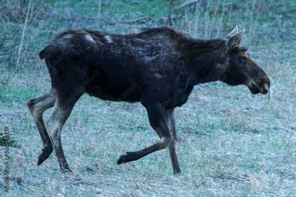 Young Bull Moose