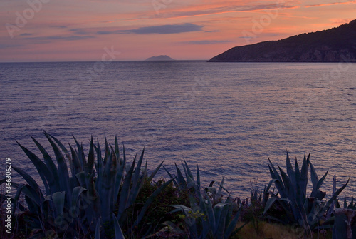 AGAVE PLANTS IN THE SUNSET. MEDETERRANEAN SEA.  photo