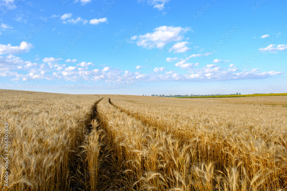 Field of Golden wheat on hilly terrain and tractor trail at blue sky background with white clouds. Agriculture and farming concept, copy space
