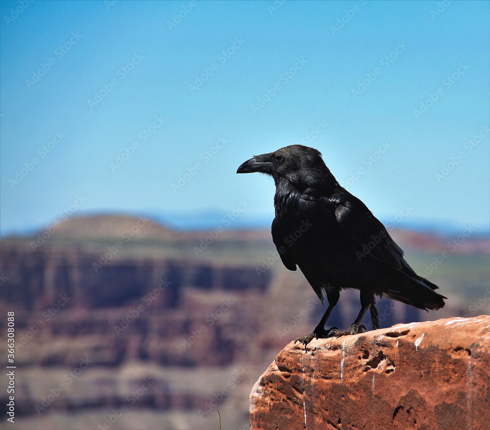 Fototapeta premium raven on a rock