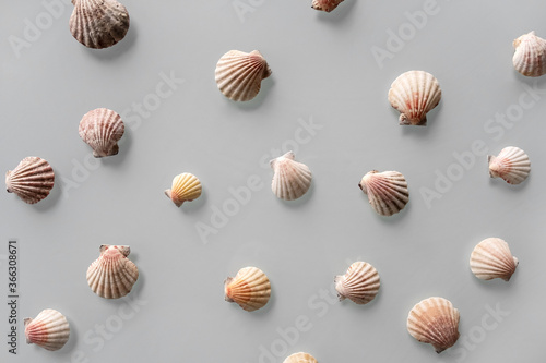 Pattern of Different seashells on pastel gray background. Top view, flat lay. Summer concept. Sea summer vacation background. Full frame composition