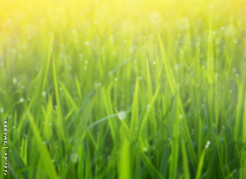 grass field blurred spring or summer and abstract nature background with sunlight
