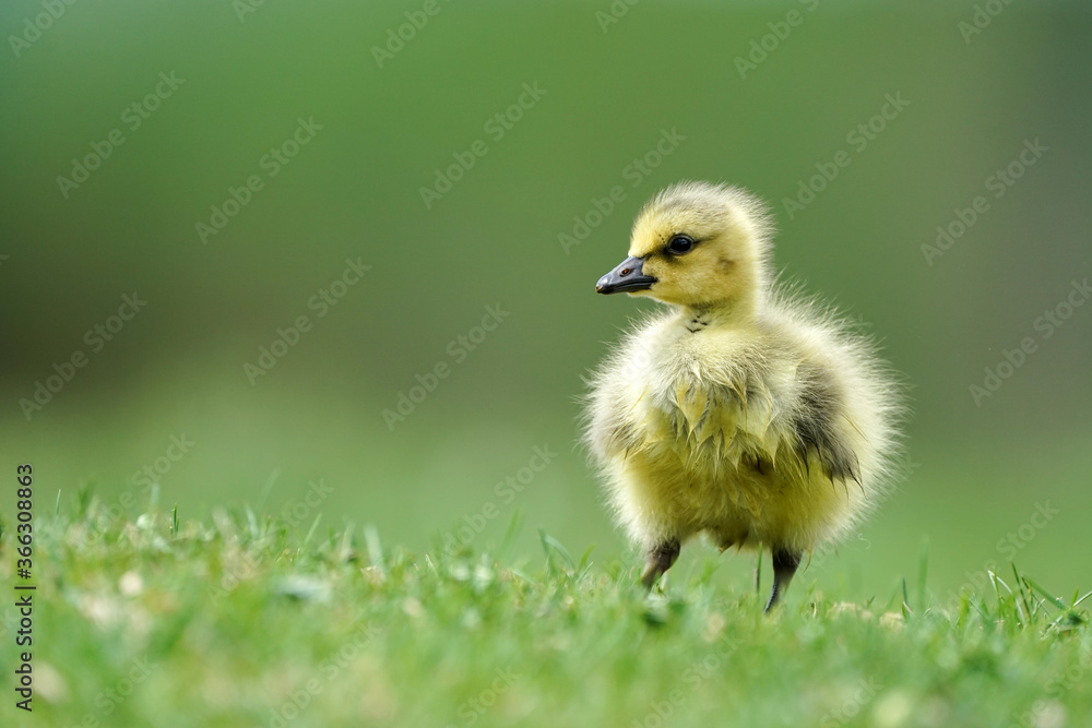 Canada Goose - Chick