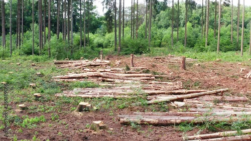 Ein abgeholztes Waldgebiet, gefilmt im Vorwärtsflug in 4k