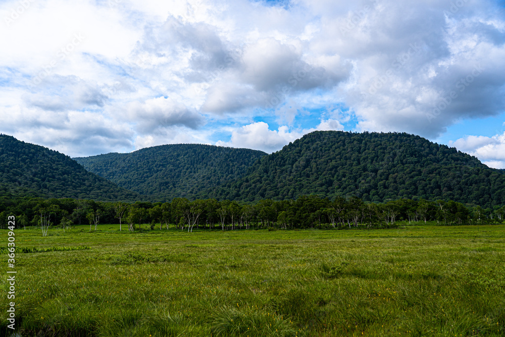 Fototapeta premium 初夏の尾瀬