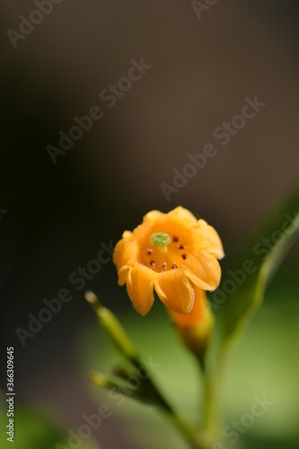 Petite fleur jaune