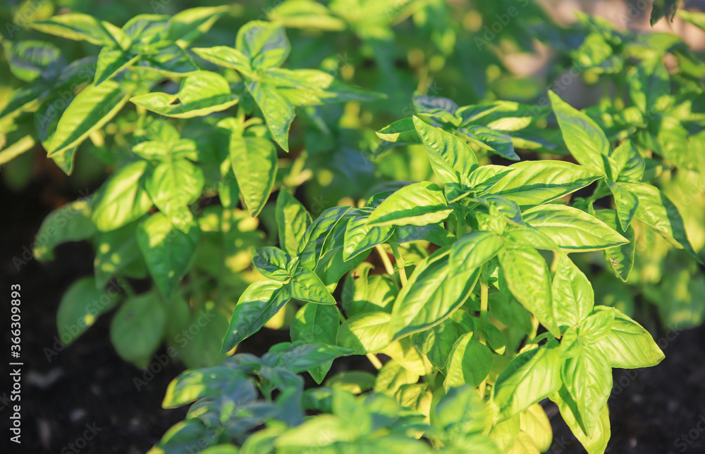 Fresh basil background. Food and clean eating concept Fresh basil background. Food and clean eating concept
