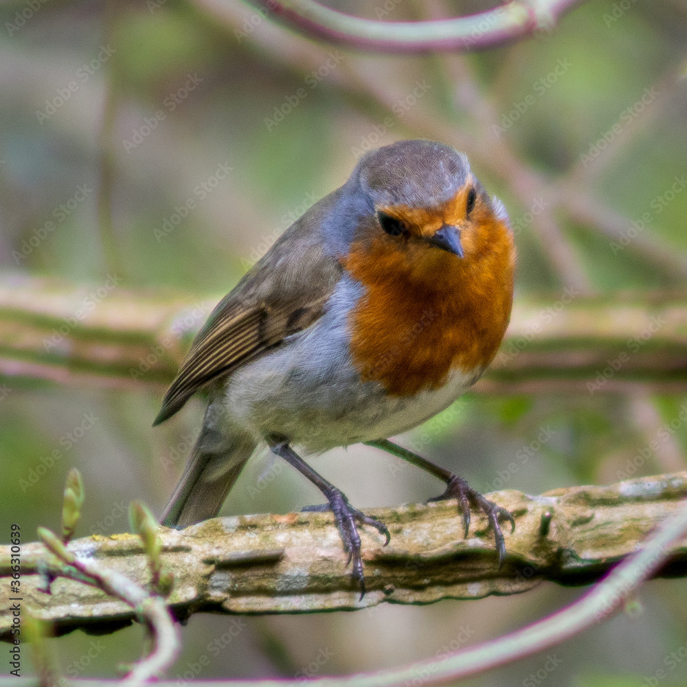 Robin in the thicket, Ireland
