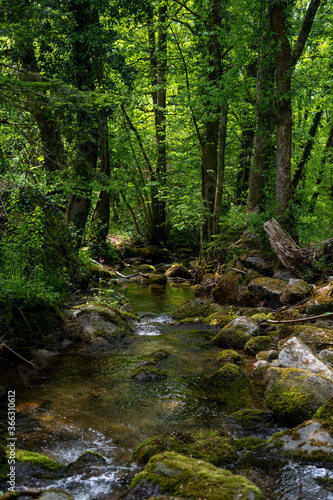 stream in the forest © Jonathan