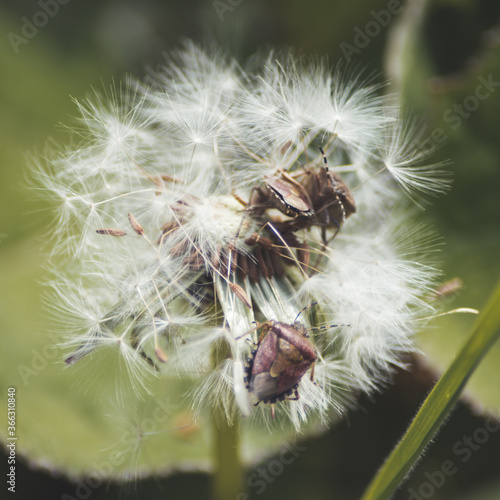 Shield bugs on Hickory Dickory Docks, Dandelions, Ireland photo