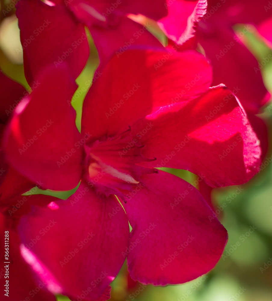 Fototapeta premium close up of red mangolia flower
