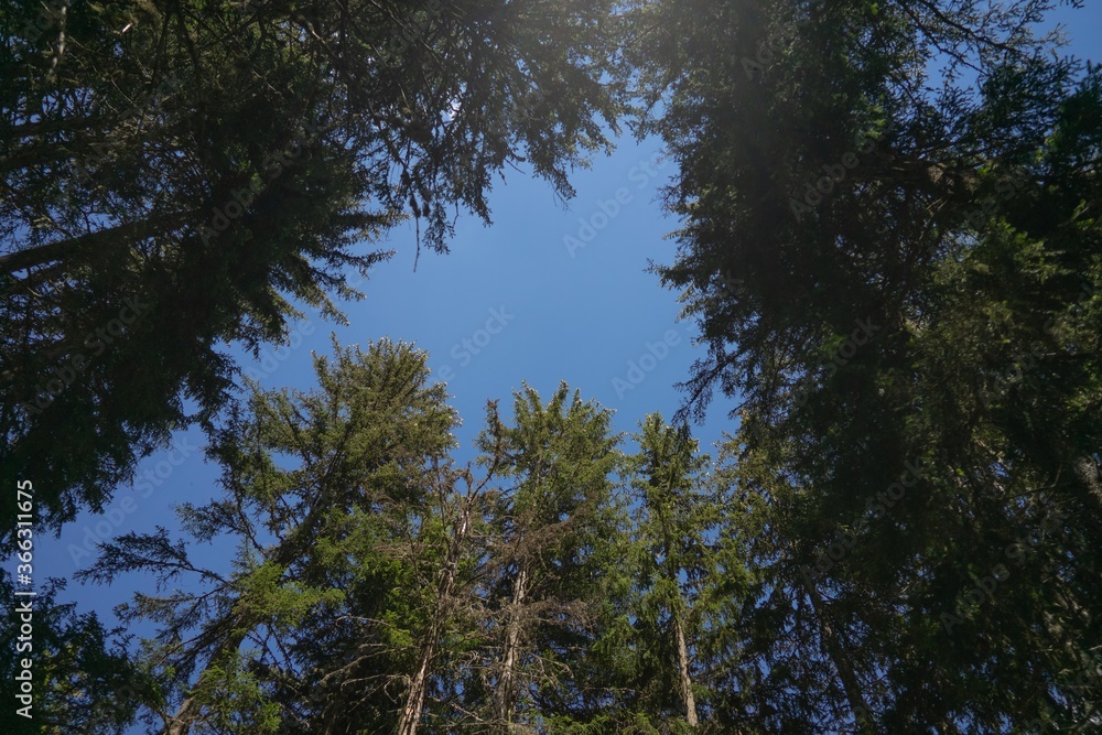 Ciel forêt les saises Ciel forêt les saises
