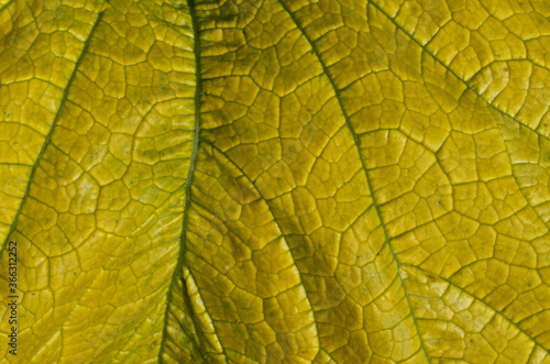 Close up on yellow Zuchinni leaf. Large yellow zucchini leaf texture