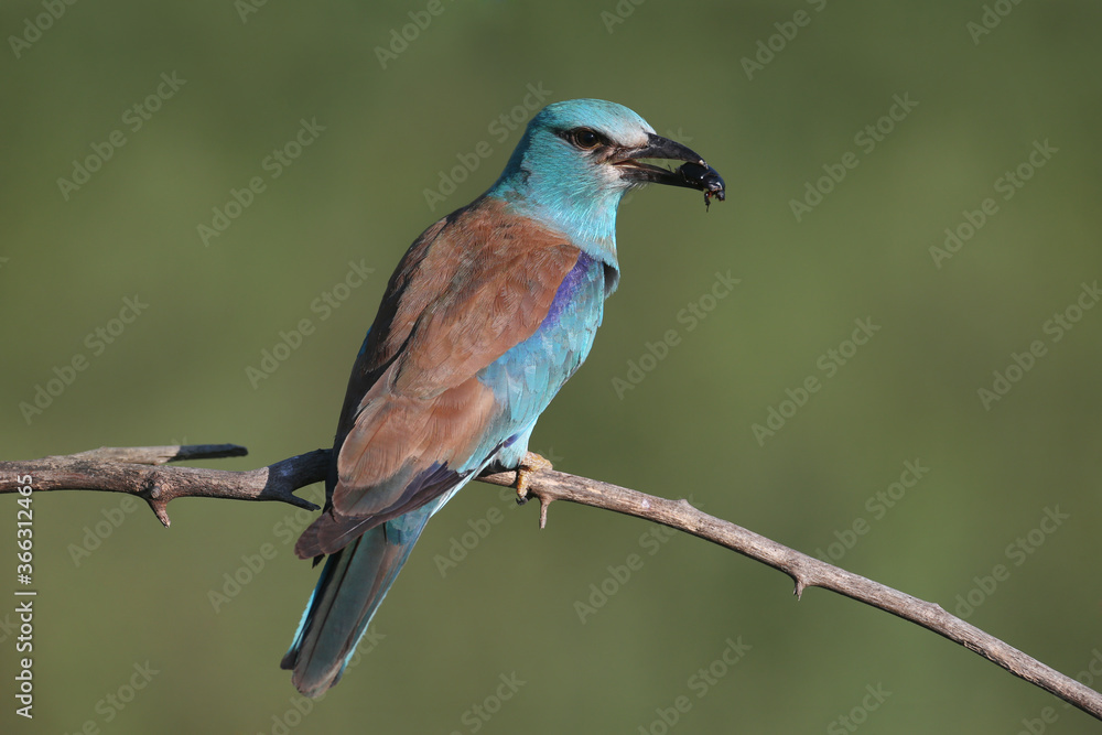 European roller (Coracias garrulus) photographed in close-up with a lizard and a large black beetle in its beak. European roller (Coracias garrulus) photographed in close-up with a lizard and a large black beetle in its beak.
