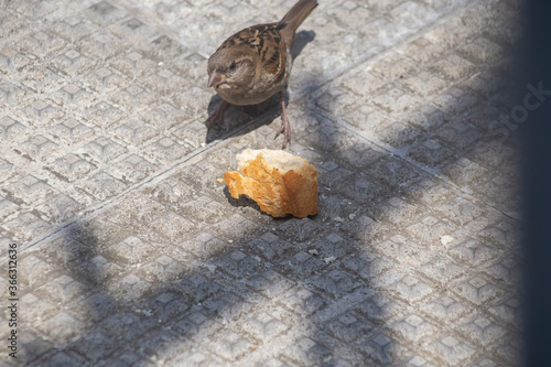 Little sparrow and a piece of bread © Panpiki