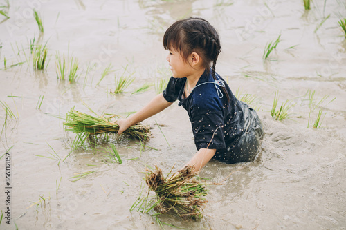 Canvas Print Asian kid planting rice in the muddy paddy field for learning how the rice growing