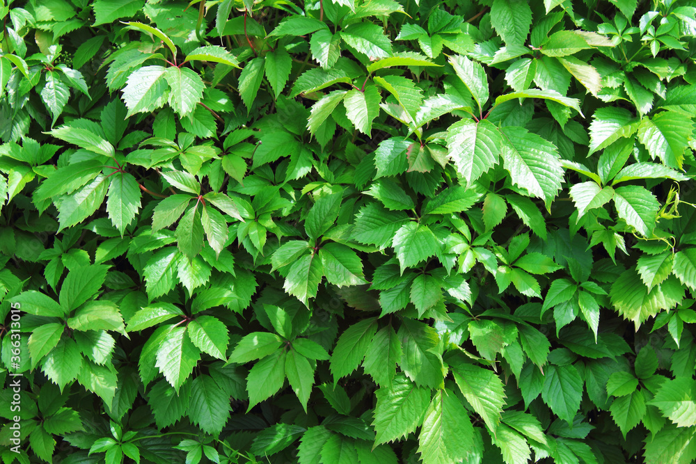 Beautiful green leaves of wild grapes. Ivy. Close-up. Background. Texture. Beautiful green leaves of wild grapes. Ivy. Close-up. Background. Texture.
